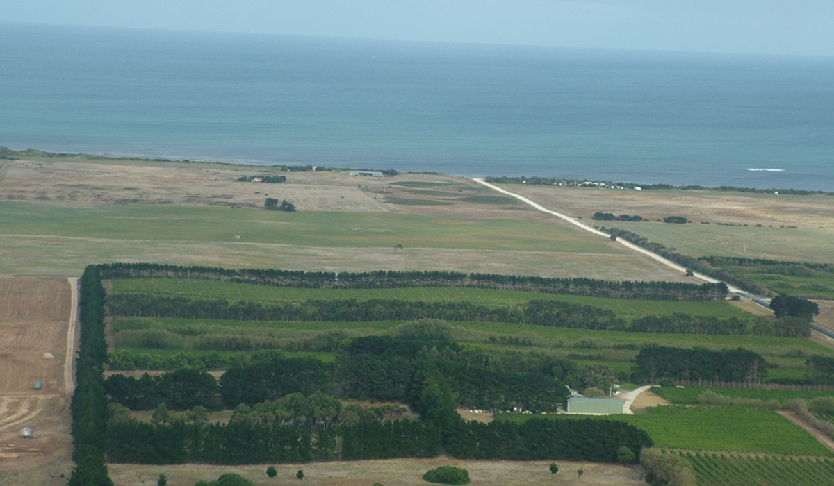 Mount Benson vineyard